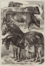 Prize Horses and Cattle at the Oxford Meeting of the Royal Agricultural Society