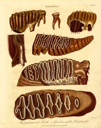 The Permanent Teeth; or Grinders of the Elephant
