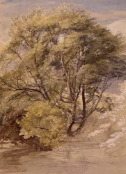 Study of a Willow Tree, c.1850