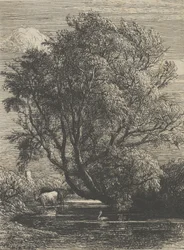 The Willow
