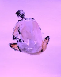 Abstract Figure Study