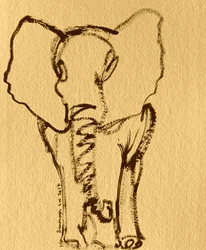 Baby Elephant Sketch