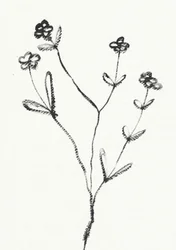 Minimalist Botanical Drawing