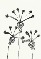 Minimalist Botanical Drawing