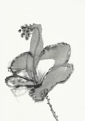 Monochrome Floral Study