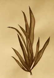 Sepia Botanical Study