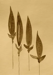Sepia Watercolor Plants