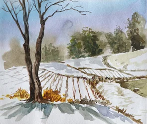 Winter Field Landscape