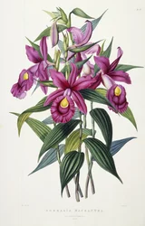 Sobralia Macrantha, c.1837-43