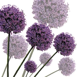 Allium Fernandez, 2004