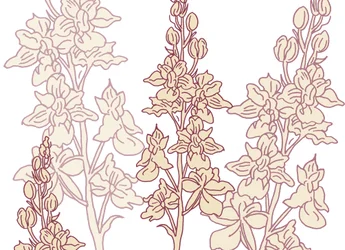 Orchid, 2017