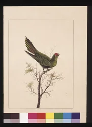 Small Parakeet, now known as a Little Lorikeet