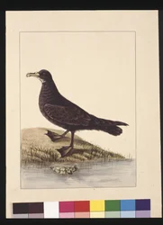 Fuliginous Peteril. Now Known as a White-chinned Petrel