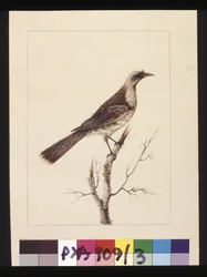 Knob, Fronted Bee Eater, now known as a Friar bird