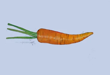 Carrot, 2007