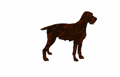 Dog, 2018