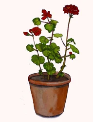 Geraniums in a Flowerpot