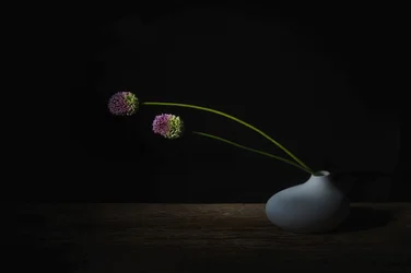 Dark Allium Blooms