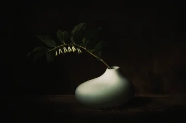 Delicate Bloom Dark Still Life