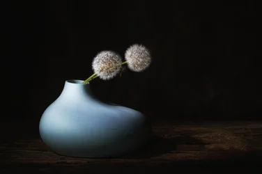 Quiet Dandelions