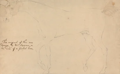 A Perfect Horse