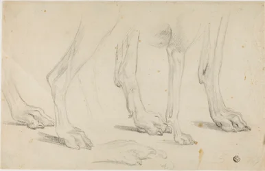 Dog Paws