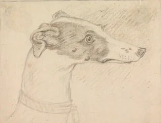 Head Portrait of Greyhound