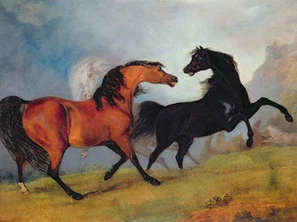 Horses fighting