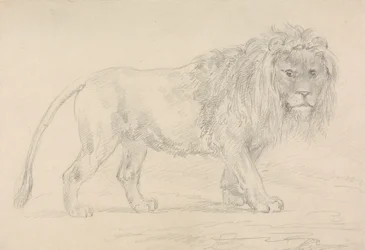 Lion Walking