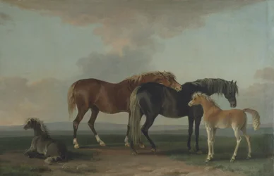 Mares and Foals