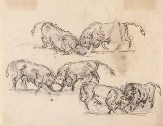 Studies of Bull Fighting