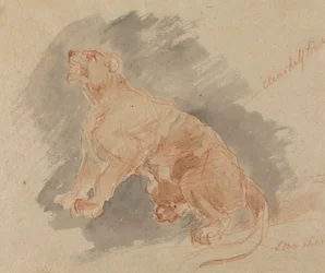 Study of a Tiger