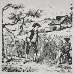 A family harvesting corn