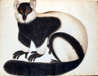 Black-and-white Ruffed Lemur, from 