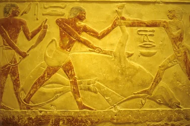 Ancient Egypt, Wall carving/painting, Mastaba/Tomb of Idout, Saqqara, 2323-2150 BC, Bull slaughtered for sacrifice