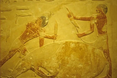 Ancient Egypt, Wall carving/painting, Mastaba/Tomb of Idout, Saqqara, 2323-2150 BC, Bull slaughtered for sacrifice