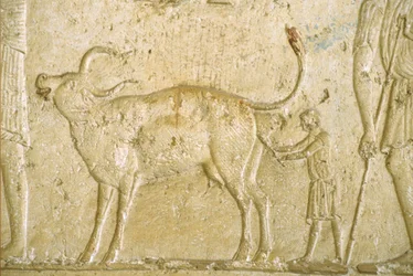 Ancient Egypt, Wall carving/painting, Petosiris Tomb, Tuna el-Gebel, 300 BC, Helping a cow give birth