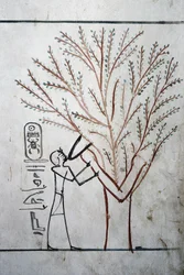 Luxor, Thebes: Valley of the Kings. Tomb of Thutmosis III (-1504 - -1450), Pharaoh of Egypt