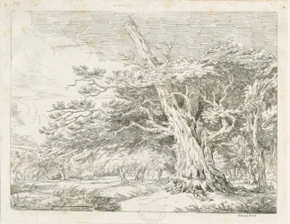 Needwood - Oak tree
