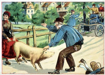 Pig that refuses to move forward and that bars the road to an automobile - drawing