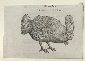 A Turkey