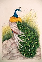 Miniature Painting on Silk Peacock