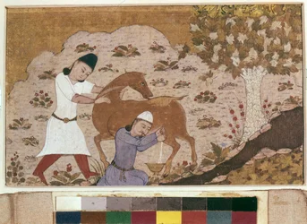 Onager Milking