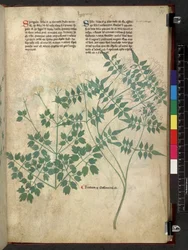 Spargula and Self, Tractatus de herbis (Herbal)