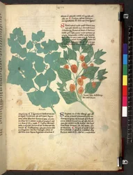 Tractatus de herbis (Herbal) c.1280-1310