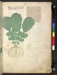 Tractatus de herbis (Herbal) c.1280-1310
