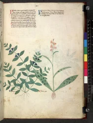 Tractatus de herbis (Herbal) c.1280-1310