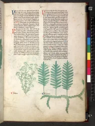 Tractatus de herbis (Herbal) c.1280-1310