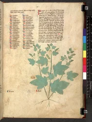 Tractatus de herbis (Herbal) c.1280-1310