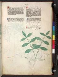 Tractatus de herbis (Herbal) c.1280-1310